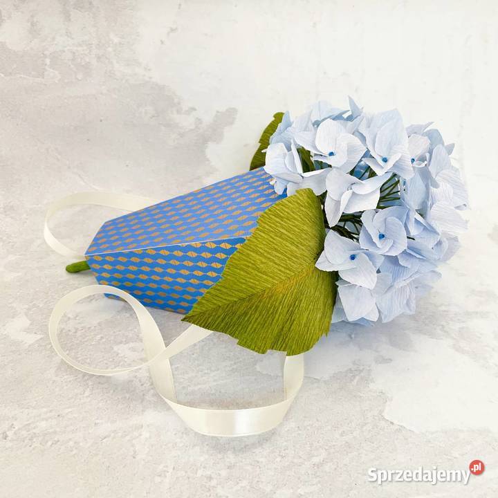 Hortensja z krepiny włoskiej Zielona Góra