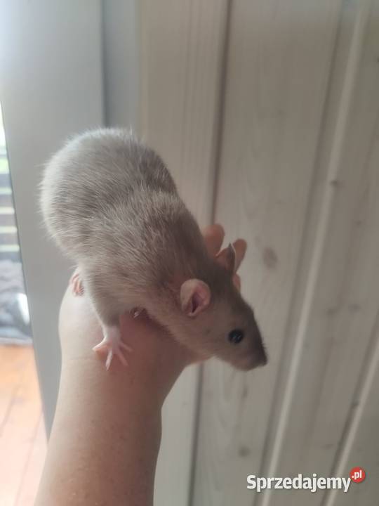 duża klatka i 3 samiczki szczura