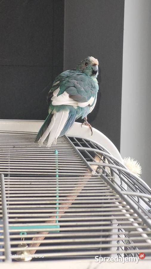 Ptak papuga kozia modrolotka niebieska Sosnowiec sprzedam