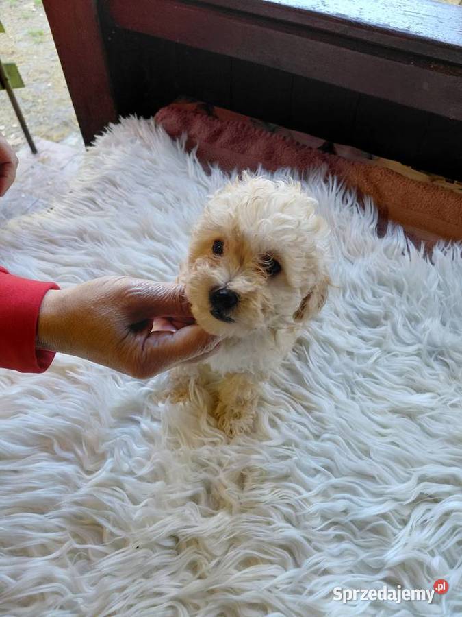 Pudel toy piesek morelowy