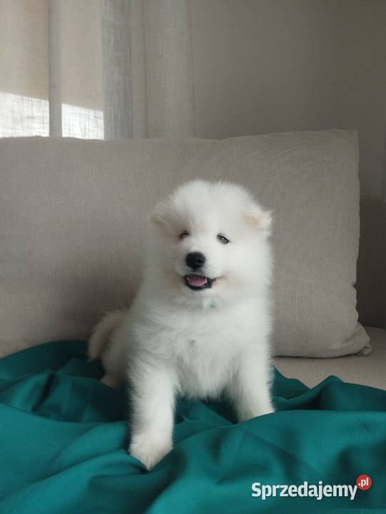 Samoyed rezerwacja szczeniąt ZKwP FCI Zmiana Cieszków