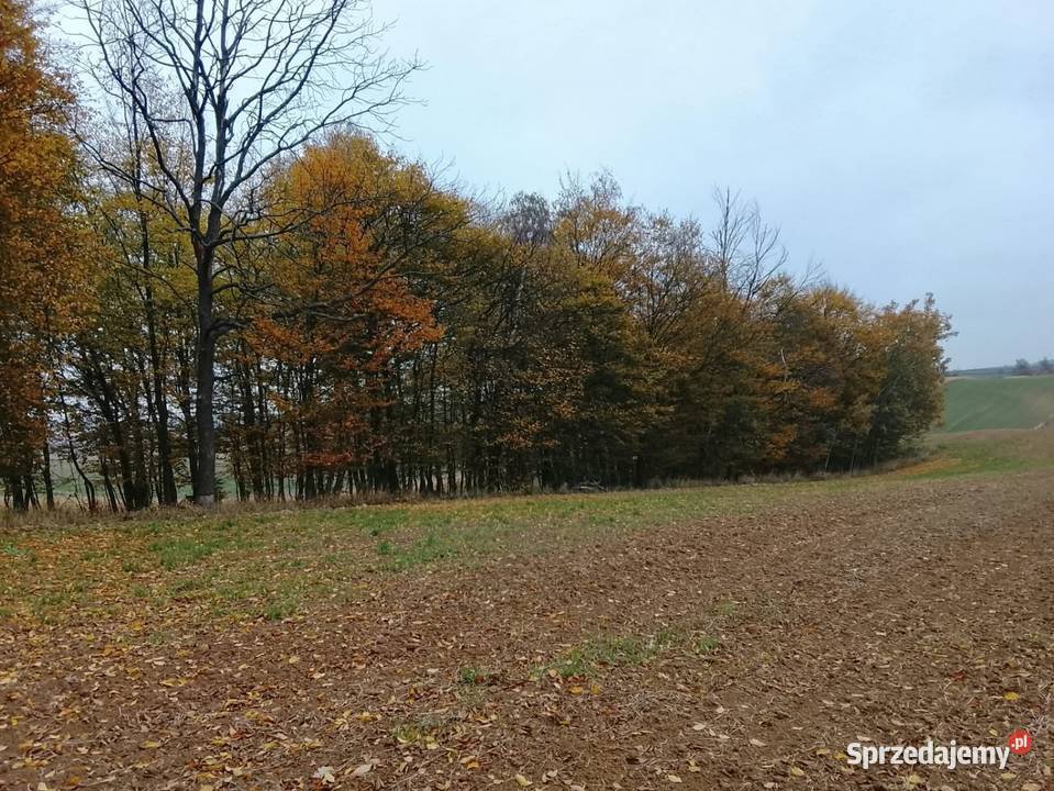 Drzewo na pniu Tomaszów Lubelski