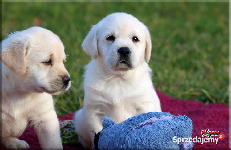 Labrador żółtebiszkoptowe szczenięta ZKWP FCI mazowieckie