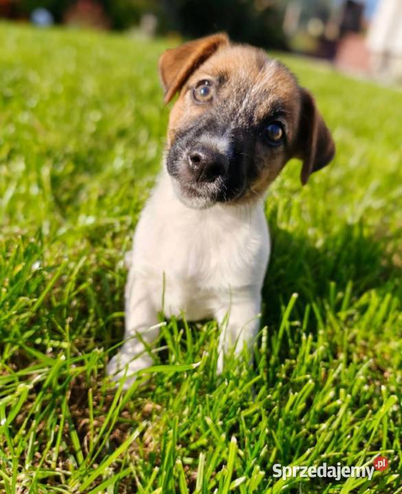 Suczka Jack Russell Terrier FCI szuka domu jako Sochaczew