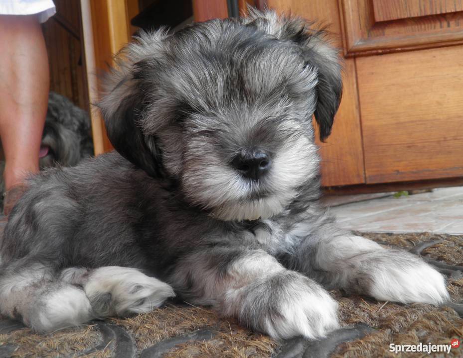 Sznaucer Amerykański Miniatura