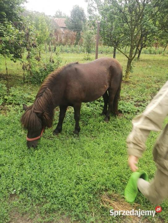 Klacz kuc szetlandzką z rodowodem Suchowola