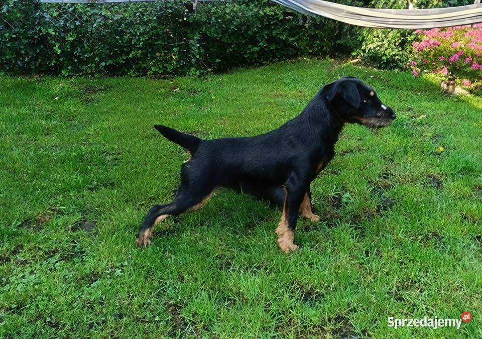 Terrier Niemiecki ZKwP Pozostałe Sieradz sprzedam