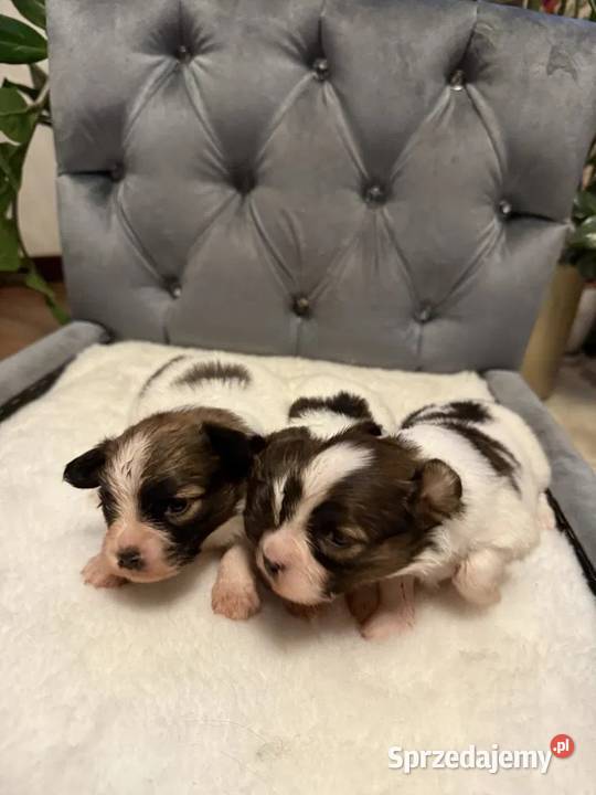 Papillon Spaniel kontynentalny miniaturowy Dudki