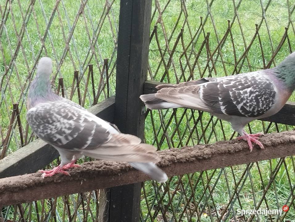 SKOWRONKI KOBURSKIE para dolnośląskie Głogów