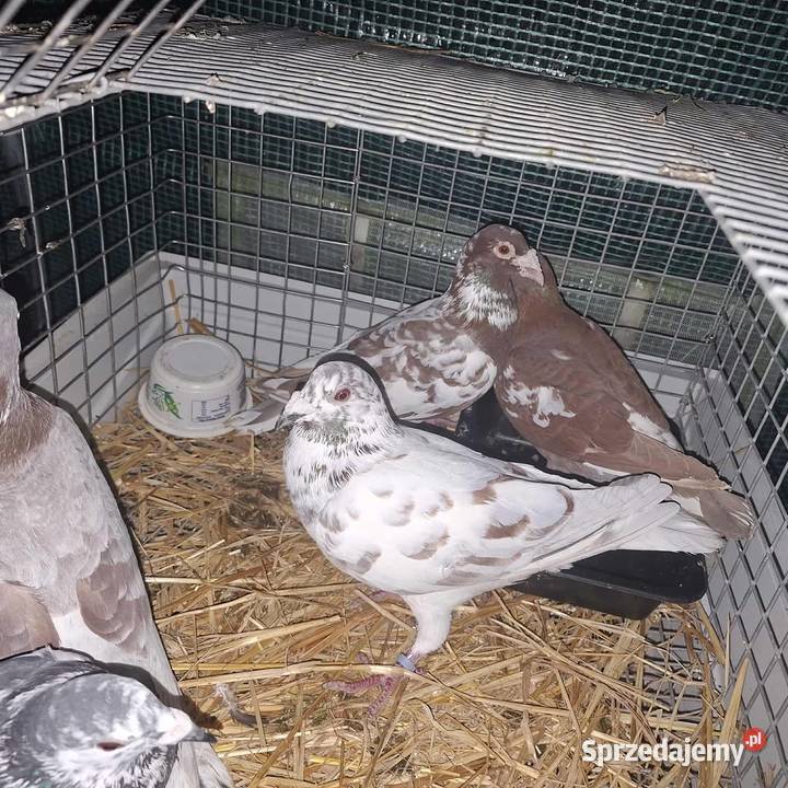 Golebie Niedrzwica Duża