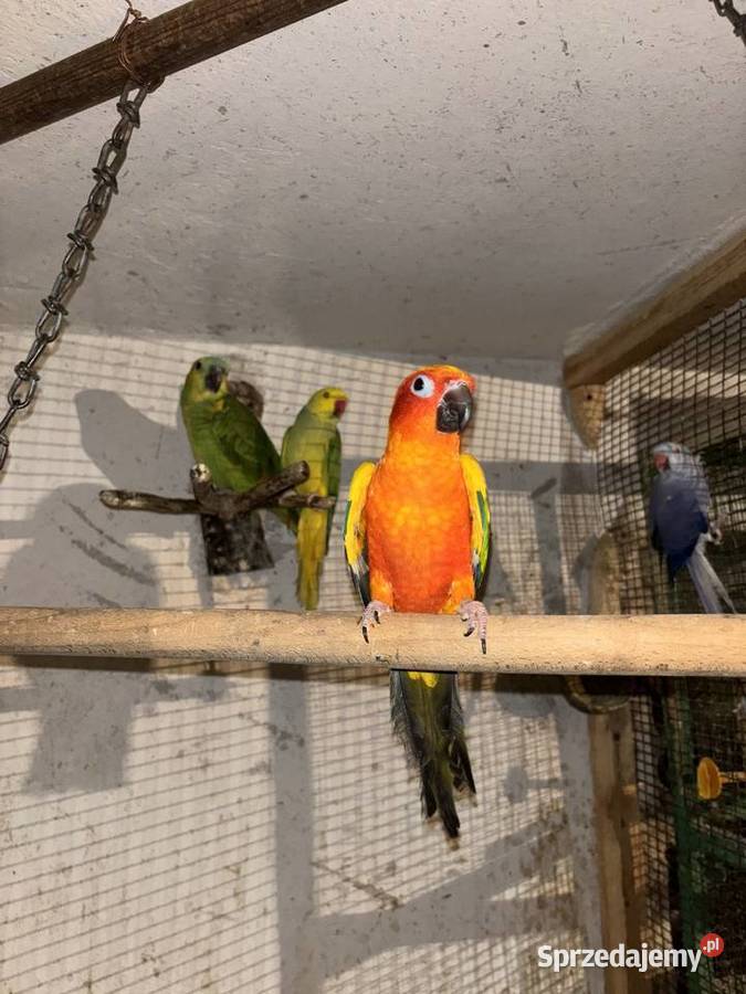 Konura słoneczna barwinka ręcznie karmiona Gdów sprzedam