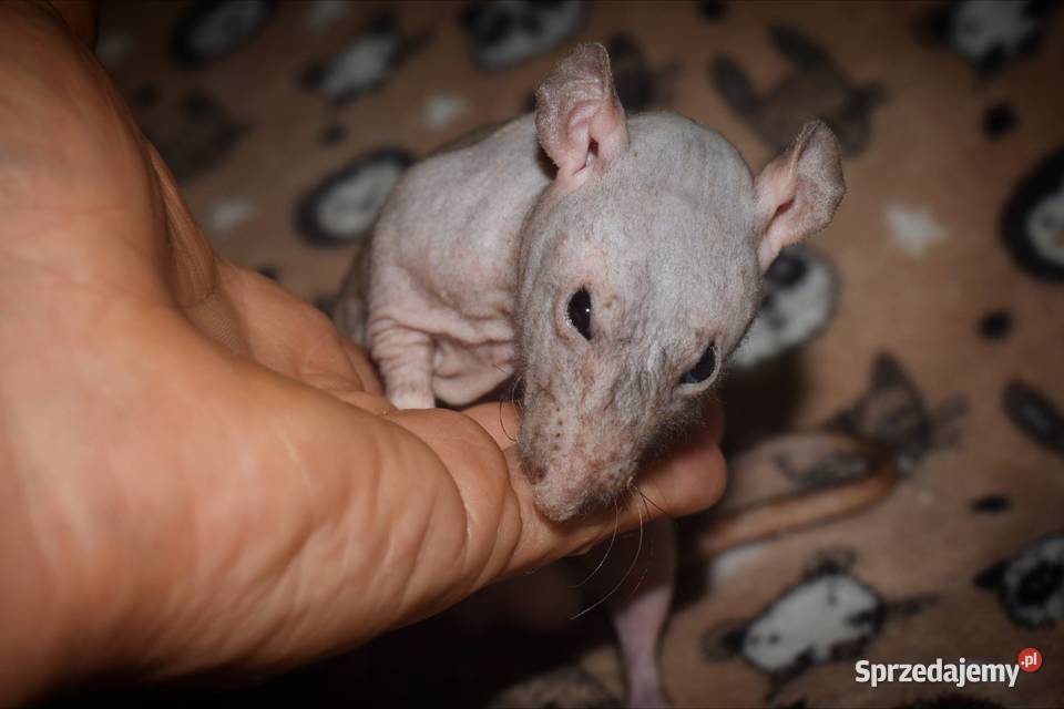 Szczurki szczur szczury fuzz Wrocław