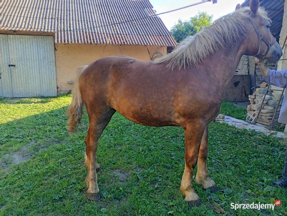 KLACZ PKZ 15 MCY świętokrzyskie Ożarów