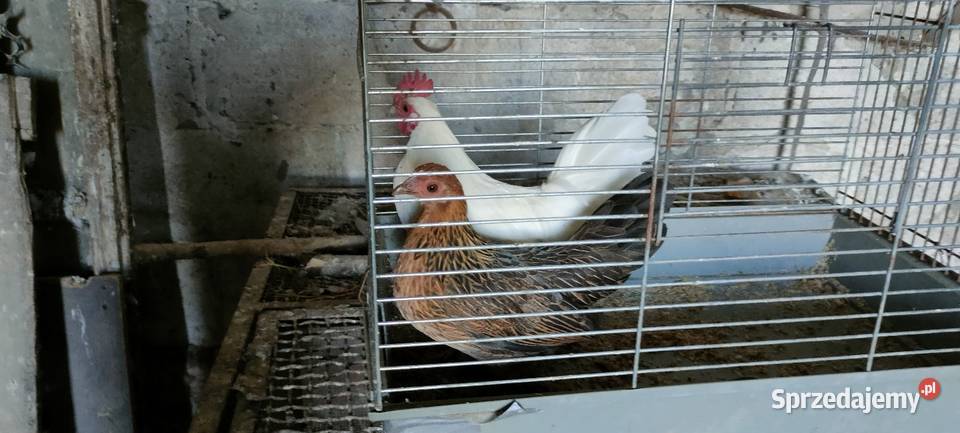 Sprzedam kury liliputy