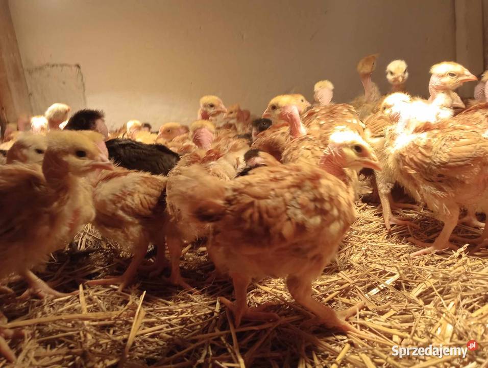 NOWOŚĆ CZERWONY Brojler Zagrodowy Gołoszyjka Radwan