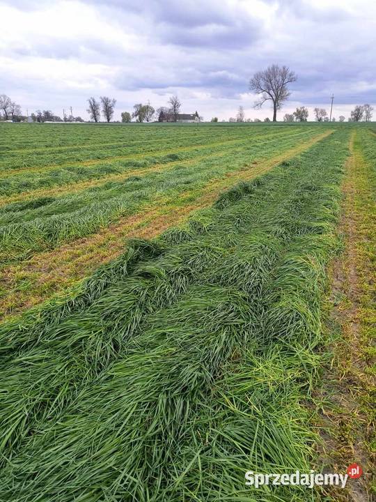 DSV mieszanka Gorzowska poplonowa na słabe gleby Pozostałe