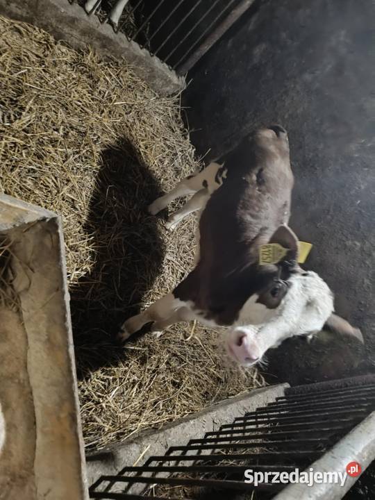 Sprzedam cielaki jałowka byk Żubrynek
