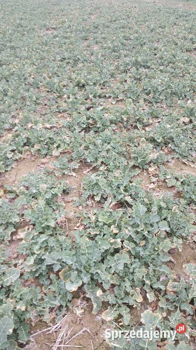 Przyczepa wywrotka 4t jednoosiowa lubelskie Lublin