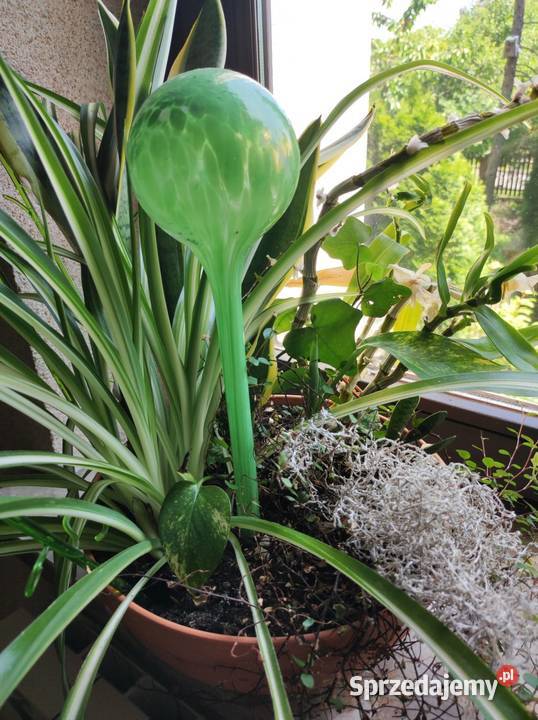 dozownik do kwiatów szklana pompowana ozdobna świętokrzyskie Kielce