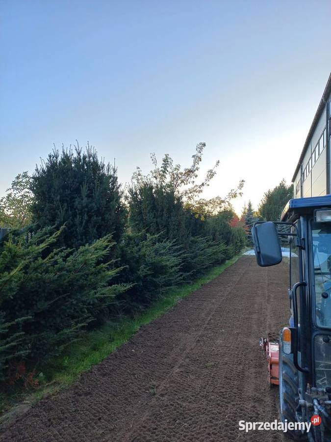 UPRAWA PRZYGOTOWANIE GLEBY KURÓW PUŁAWSKIE Brzozowa Gać