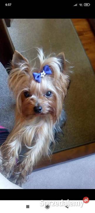 York maleńki piesek xxs Godów