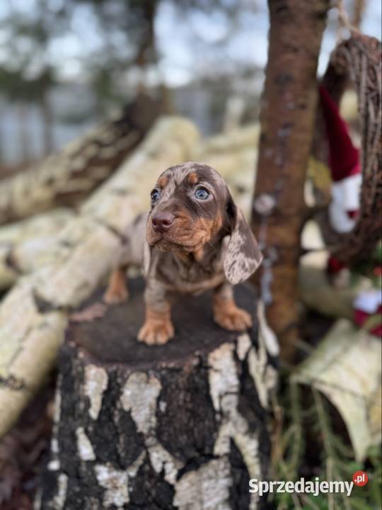 Wyjątkowa Sunia Jamnik miniaturowy Choco merle z