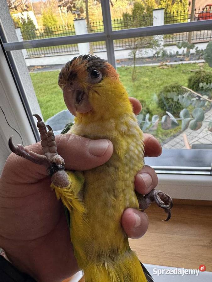 Barwinka Białobrzucha