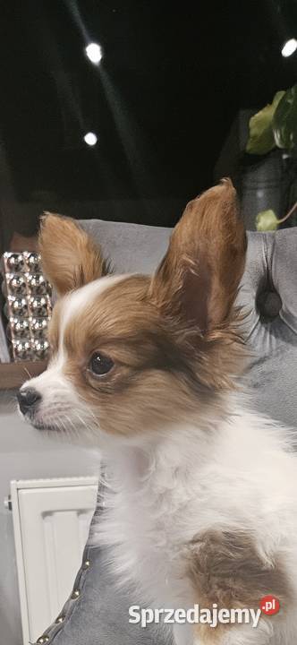 Papillon FCIZKWP Spaniel Kontynentalny dolnośląskie Jelenia Góra