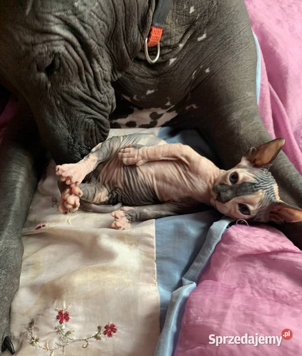 Sphynx Sfinks Wyjątkowy przeKochany super Warszawa