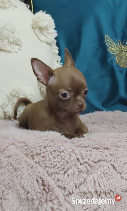 Gotowa Do OdbioruCzekoladowa Laleczka Chihuahua wielkopolskie