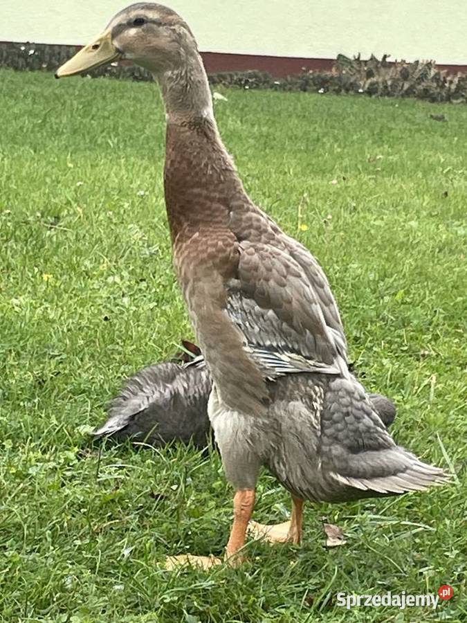 kaczki biegusy małopolskie Gorzów sprzedam
