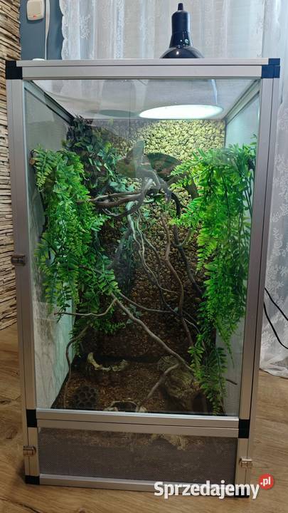 Kameleon Jemeński samiec Terrarium Zestaw Przedborów sprzedam