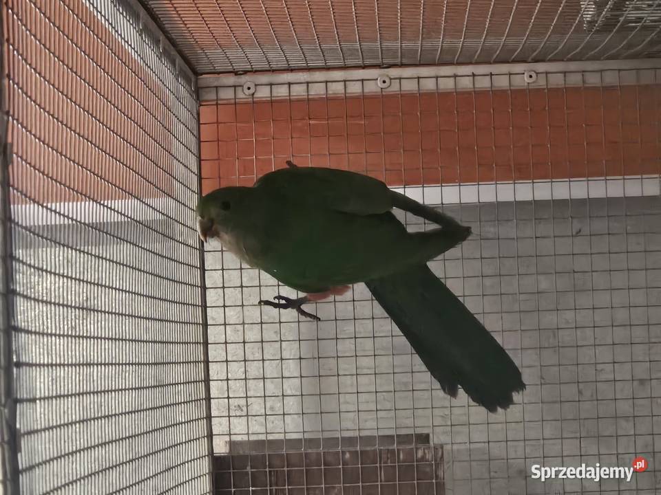 Szkarłatka królewska samiczka Bydgoszcz