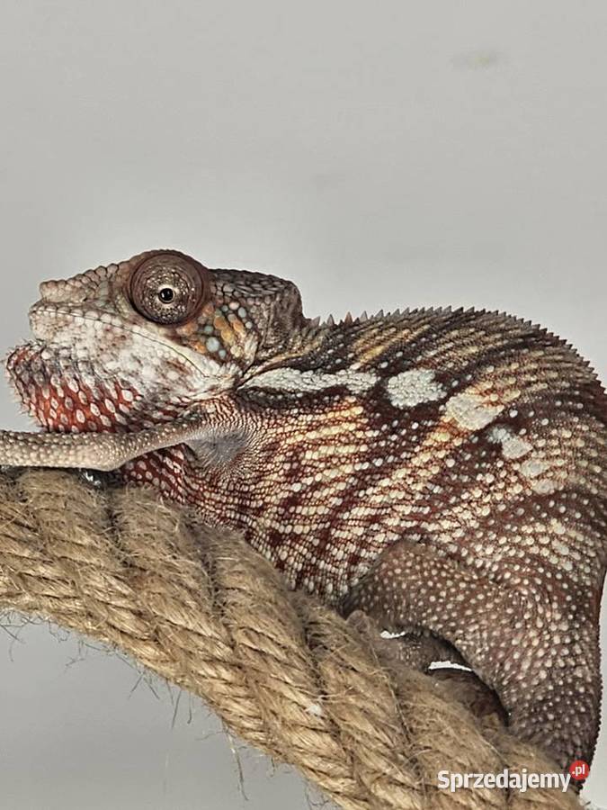 Kameleon lamparci małopolskie Kraków