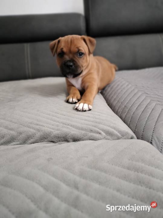 Staffordshire bull terrier staffik Staff ostatni Łódź