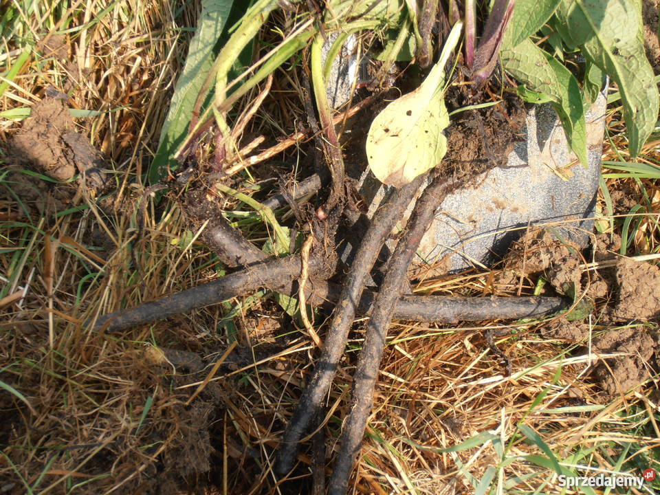 Żywokost korzeń sprzedam