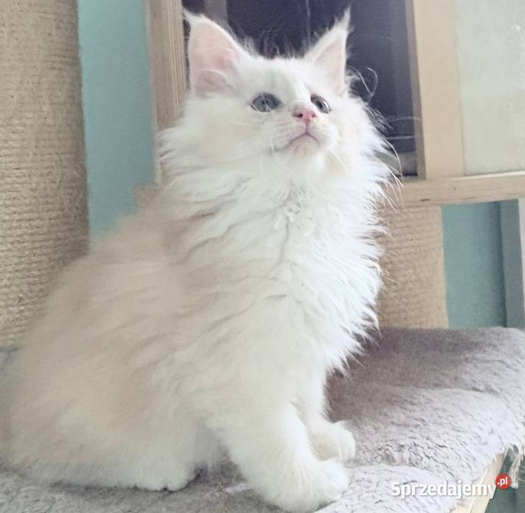 Maine Coon Śliczna Nemezis Wińsko
