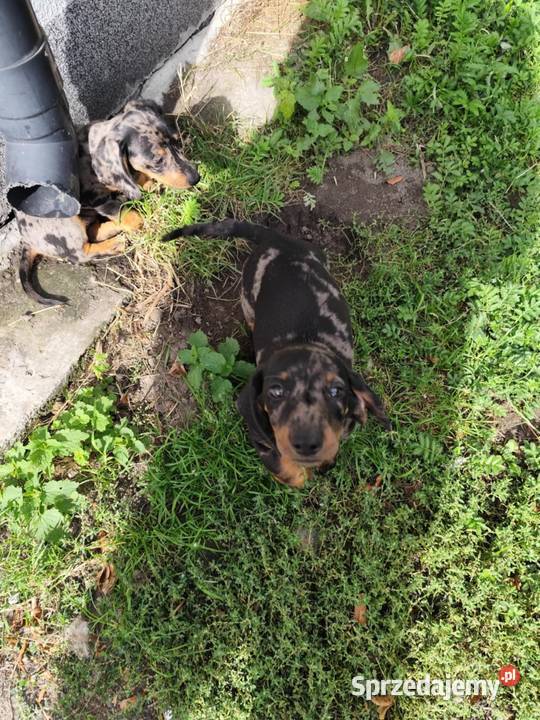 Jamnik krótkowłosy merle Jamnik Ciechanów