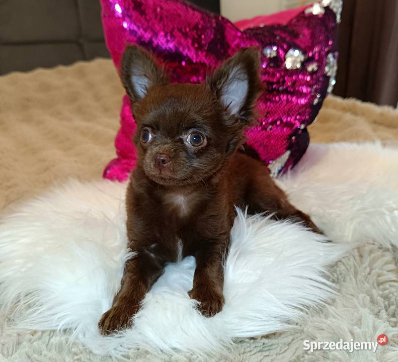 Chihuahua suczka czekoladowa długowłosa piękna