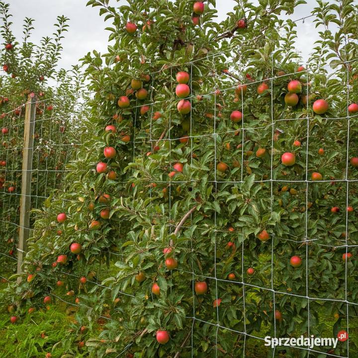 Siatka leśna 1501230 L Super Ostrołęka