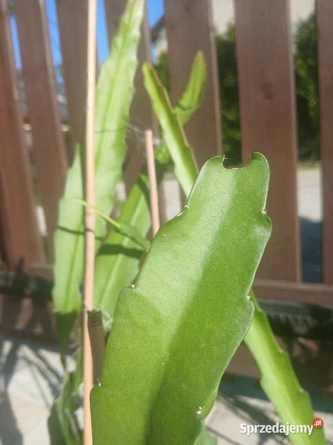 Epiphyllum epifilum kaktus kwitnie na czerwono Nowy Sącz