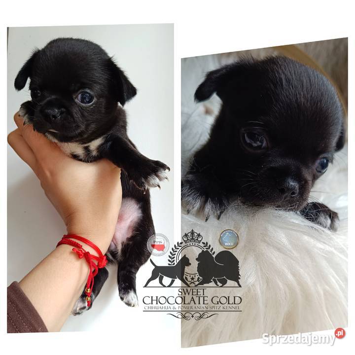 Chihuahua krótkowłosa suczka czarna ze Bełchatów