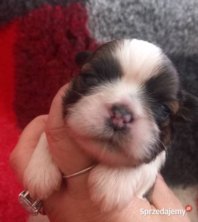 ShihTzu Strzelce Opolskie