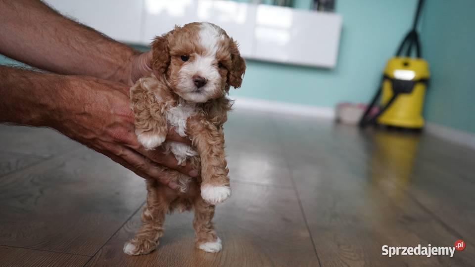 Piesek Maltipoo Pozostałe kujawsko-pomorskie