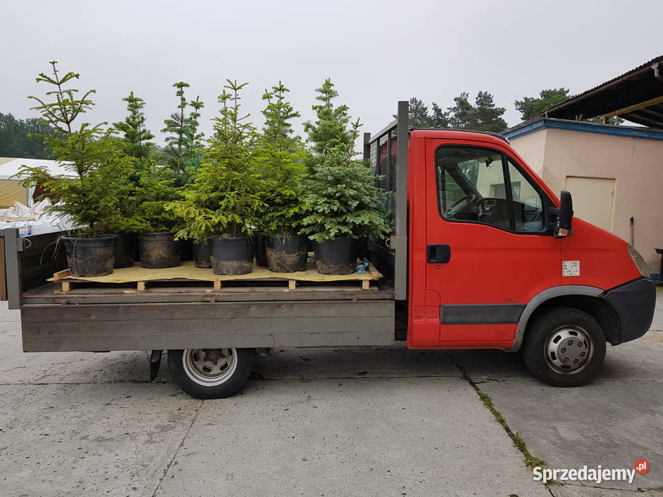 choinki świerki jodły kalifornijskie szlachetne opolskie Turawa sprzedam