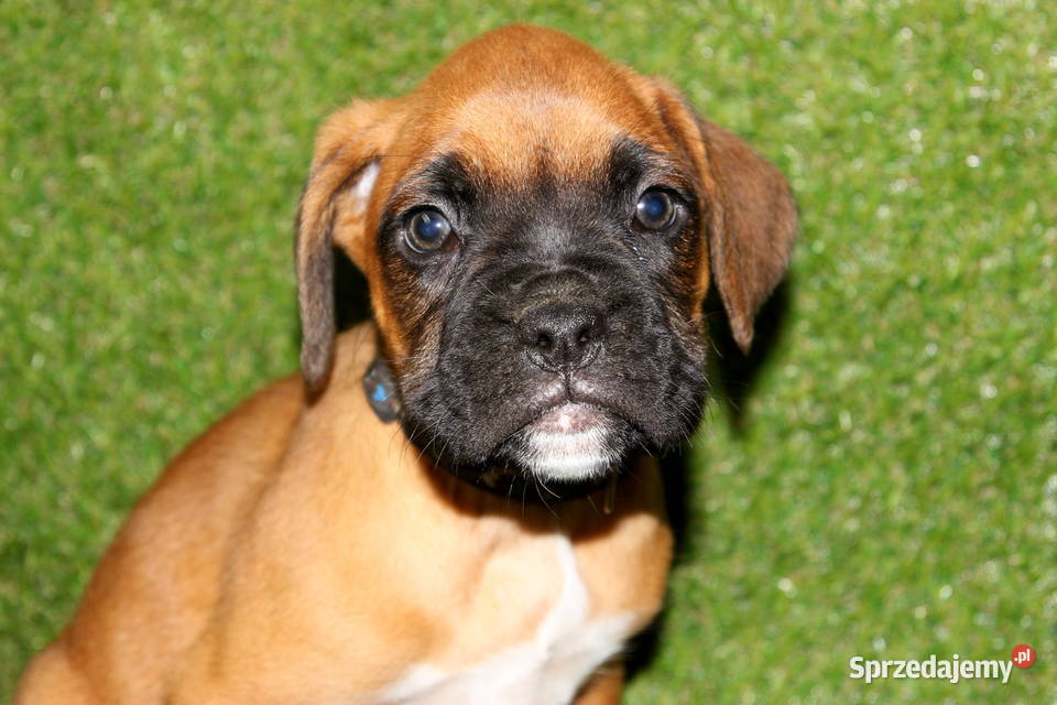 Szczeniak DRAGO Bokser z hodowli Family Bokser Łęczna