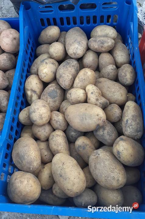 Sprzedam ziemniaki odmiana katania kremowe Orońsko