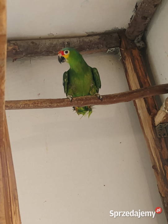 Papugi katarzynki samczyk Amazonki Ptaki Myślenice