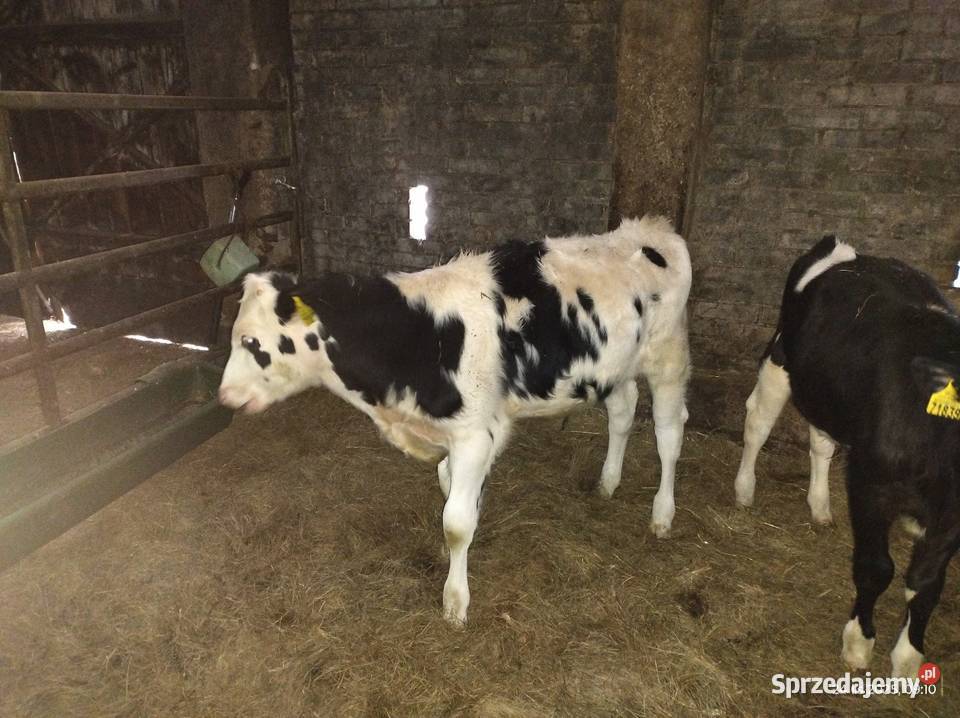 Byczki 4 miesięczne Czarniewo
