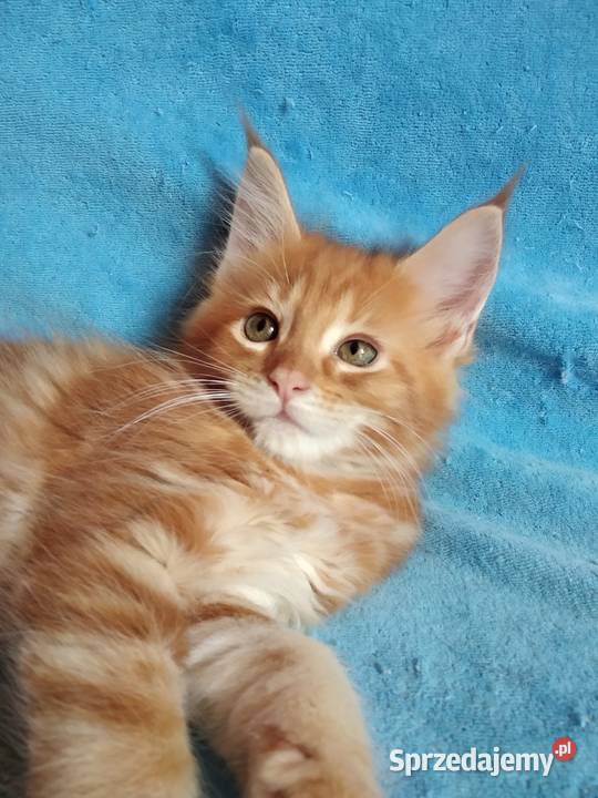 Kociczka MCO z rodowodem FPL Maine Coon Lublin